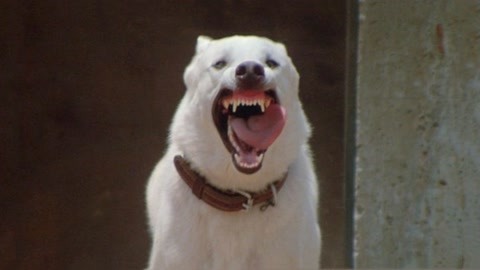 小涛讲电影：7分钟带你看完美国恐怖电影《白狗》