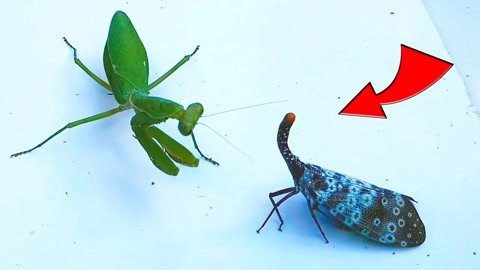 螳螂vs各种昆虫图片