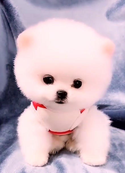 世界上最可爱的小奶狗图片
