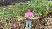 农村甘蔗丰收了，小秀掰了10多斤绿皮甘蔗，想吃的赶紧来！