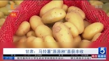  甘肃:马铃薯“原原种”喜获丰收