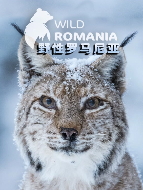 野性罗马尼亚英语中字版海报剧照