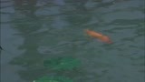 碧波仙子1上：红鱼儿正在水面上嬉戏，被来湖边洗手的李安看到