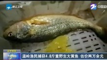 温岭渔民捕获4.8斤重野生大黄鱼 估价两万余元
