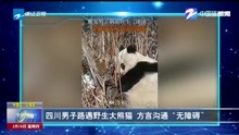 四川男子路遇野生大熊猫 方言沟通“无障碍”