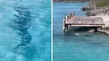 护卫犬跳进海里，与5米长鲨鱼展开激战，游客亲眼目睹吓到狂叫