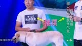 三只狗狗台上坐，其中一只会跳华尔兹，你能猜出来吗｜大首映
