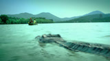 百万巨鳄，养鳄人成功把巨鳄引上岸，竟有8米多长