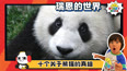 十个关于熊猫的真相