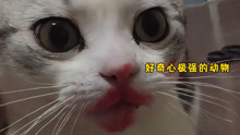 搞笑视频：这只猫让我笑了整整4分23秒