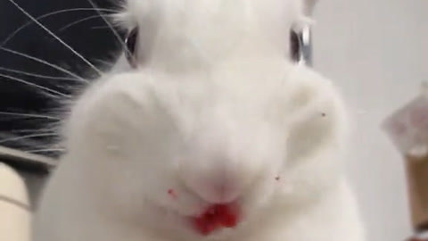 兔子吃杨梅吃出表情包,网友:白猫不许碰玉米,白兔不许吃杨梅
